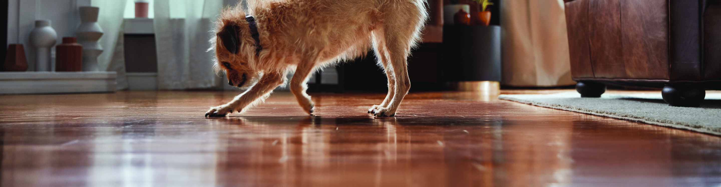 Small dog exploring a cozy living room with glossy hardwood flooring. Find your perfect hardwood flooring solution at Carpet Master Carpet One.