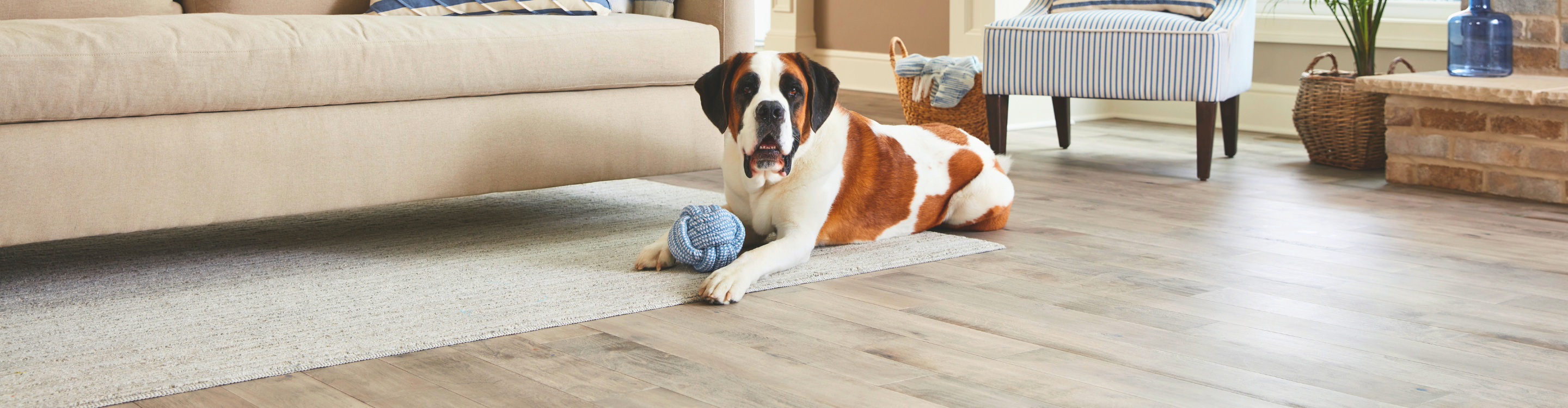 Pet-friendly luxury vinyl flooring in a cozy living room, offering style and durability. Explore the ultimate luxury vinyl guide at Carpet Master Carpet One.